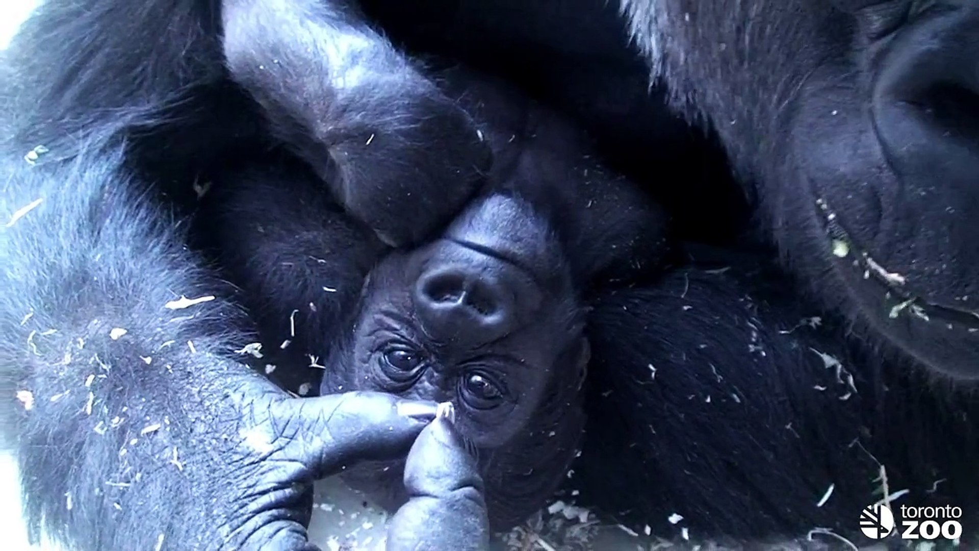 ⁣Toronto Zoo Baby Gorilla