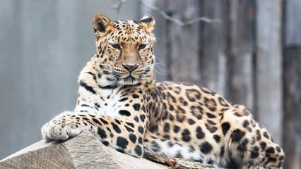 10 Animals Near Extinction in the Wild!