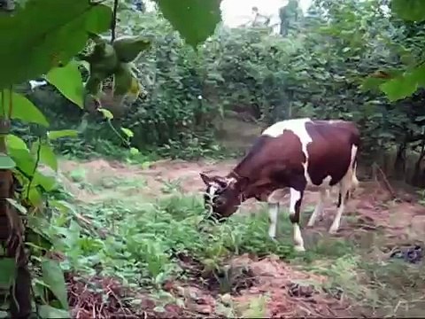 DELI DANA KOMIK EGLENCE ILGINC HARIKA OLMUS KASUSTU