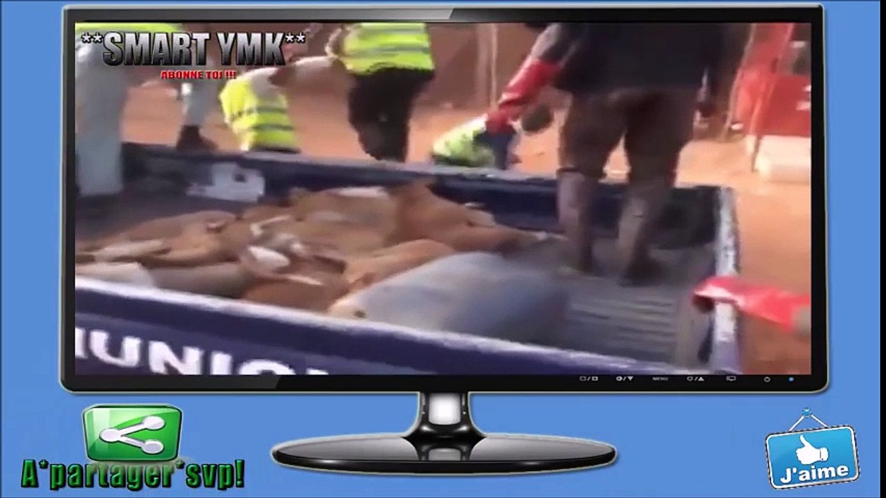 abattage systématique des chiens au burkina faso
