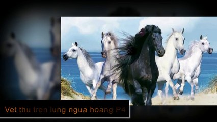 Hòa tấu Cha cha cha - Vết thù trên lưng ngựa hoang P4