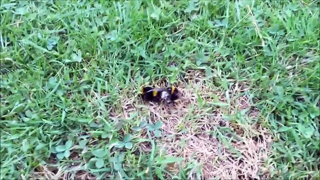 Lustiges Video Hummelparchen Spa Deutsch Comedy Lachen Lustig