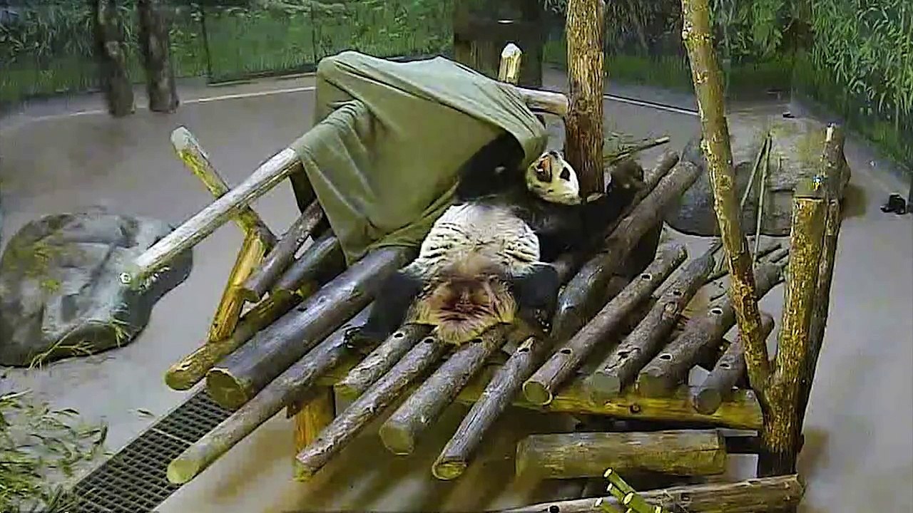 Toronto Zoo Giant Panda Da Mao Plays With Blanket