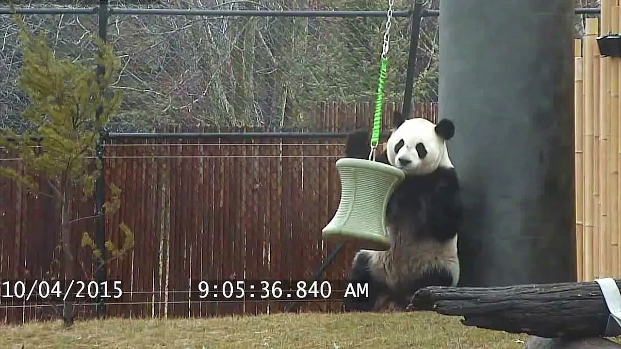 Toronto Zoo Giant Panda Da Mao Plays With Enrichment Toy