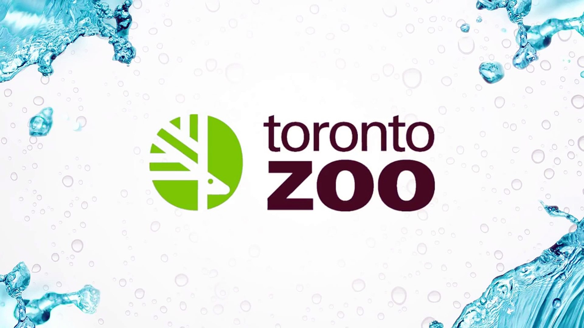 ⁣Toronto Zoo New African Penguin Chicks