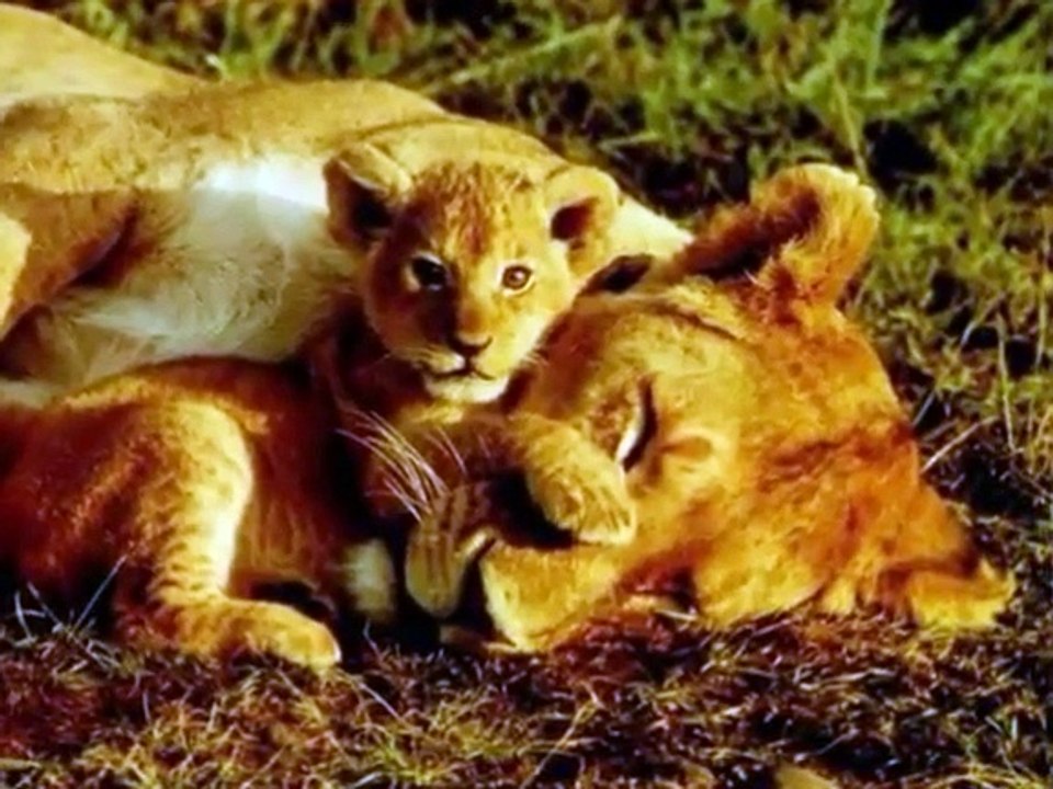 A Melhor é Minha Mãe, Ternura Maternal