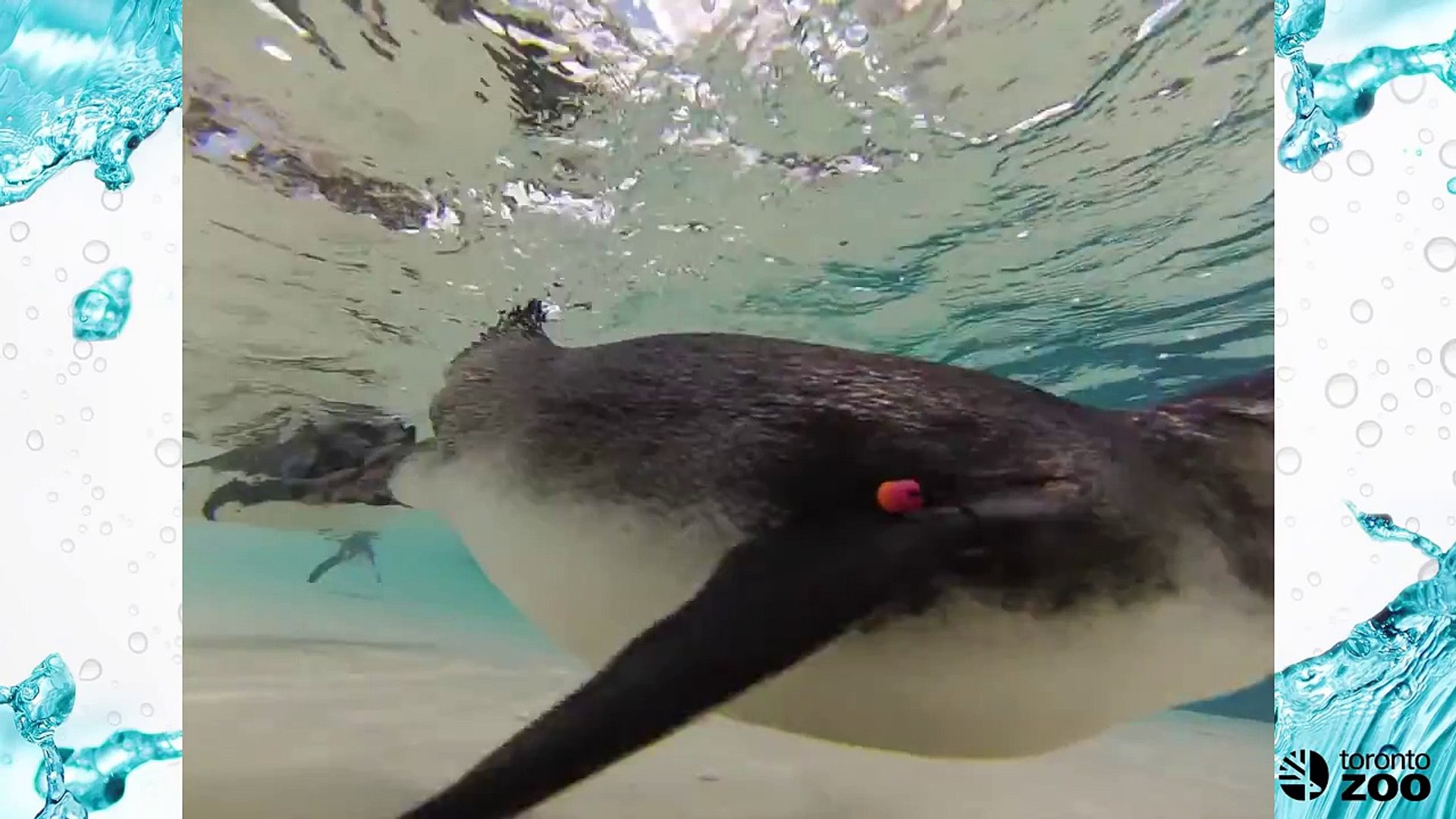 ⁣Toronto Zoo Penguins Up Close!