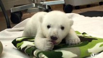 Toronto Zoo Polar Bear Cub - My Paws Are Growing