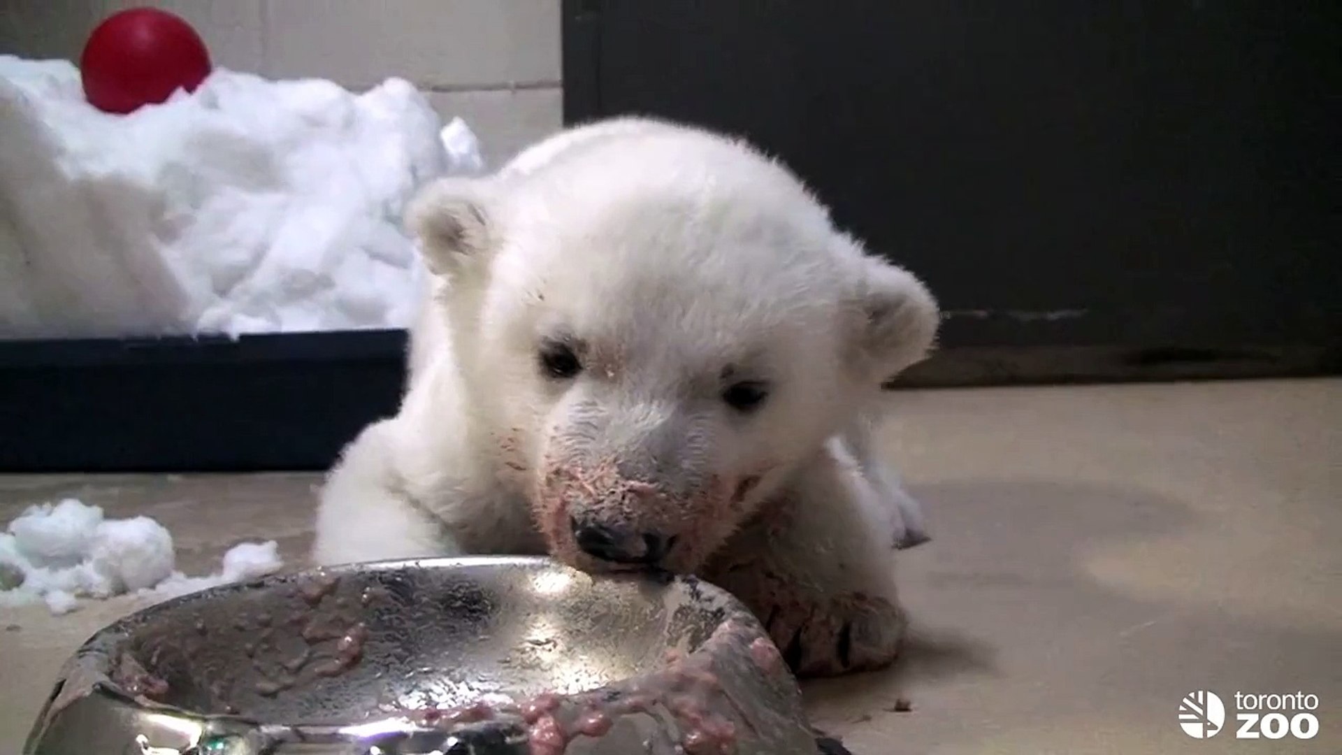 ⁣Toronto Zoo Polar Bear Cub  'Super Bowl'