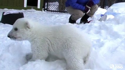 Toronto Zoo Polar Bear Cub Enjoys Playtime in his new Outdoor Habitat