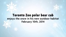 Toronto Zoo Polar Bear Cub Enjoys the Snow in his new Outdoor Habitat