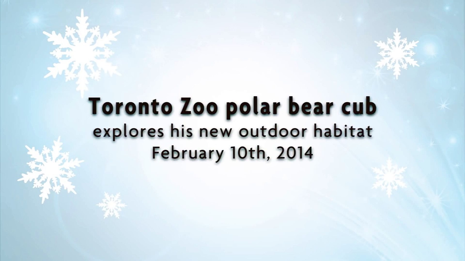 ⁣Toronto Zoo Polar Bear Cub Explores his new Outdoor Habitat