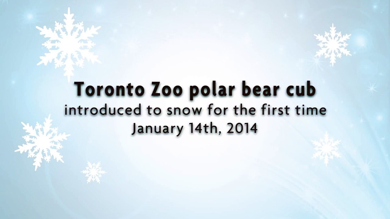 Toronto Zoo Polar Bear Cub Introduced to Snow for the First Time