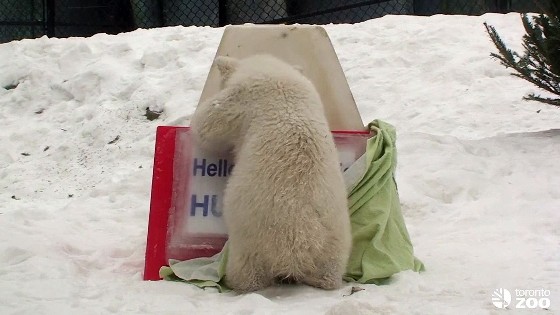 ⁣Toronto Zoo Polar Bear Cub Reveals Name