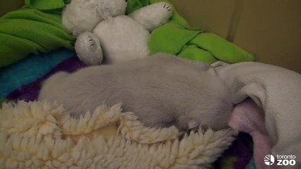 Trilling the sound of a content bear