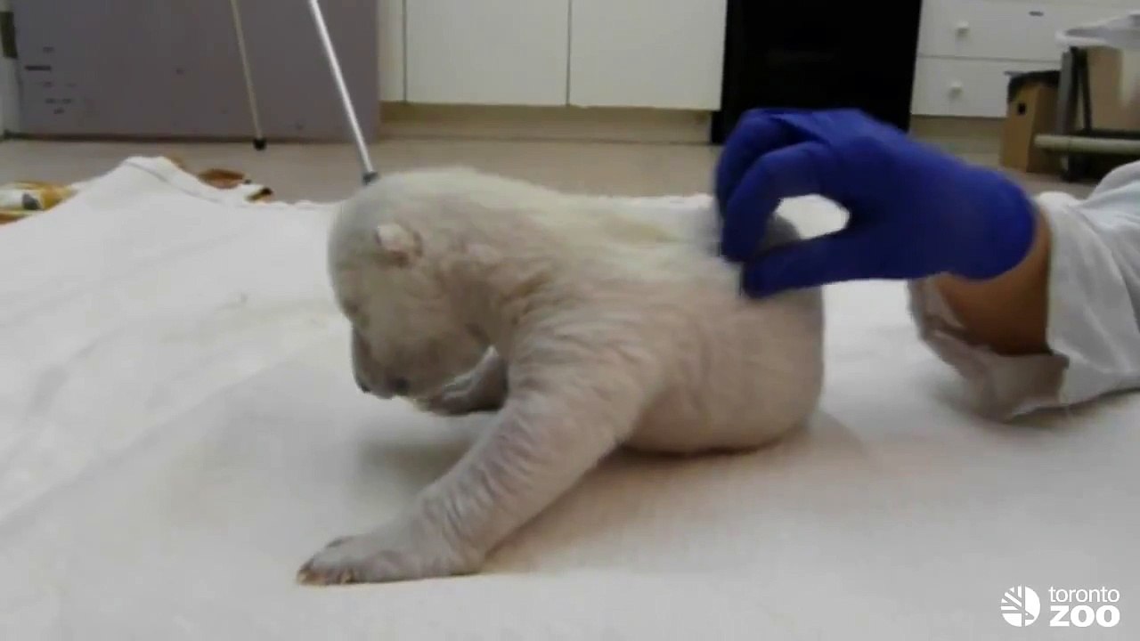 Attempts to roll over