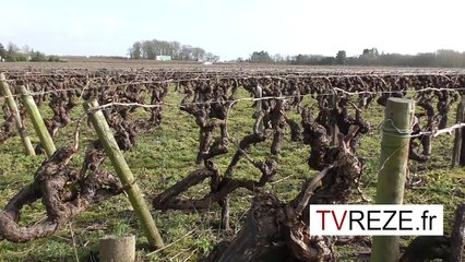 Fred, vigneron en bio dynamie