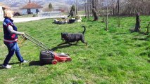 Crazy Rottweiler chasing Lawnmover