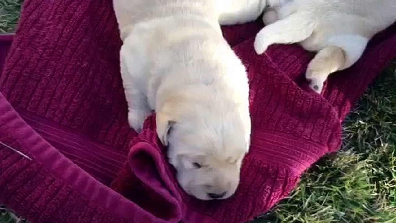 Yellow Lab Puppies Are Available For Adoption