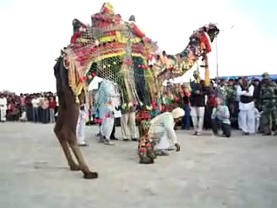 Camel-Dance--- best funny dance