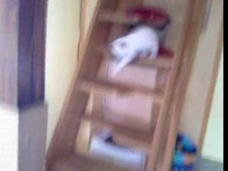 Tite cannelle descend les escaliers