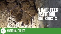 National Trust Wildlife: A Rare Peek Inside Our Roosts