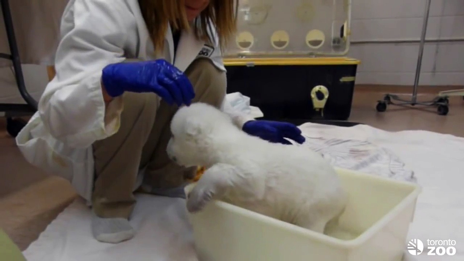 ⁣Toronto Zoo Polar Bear Cub Takes First Bath(1)