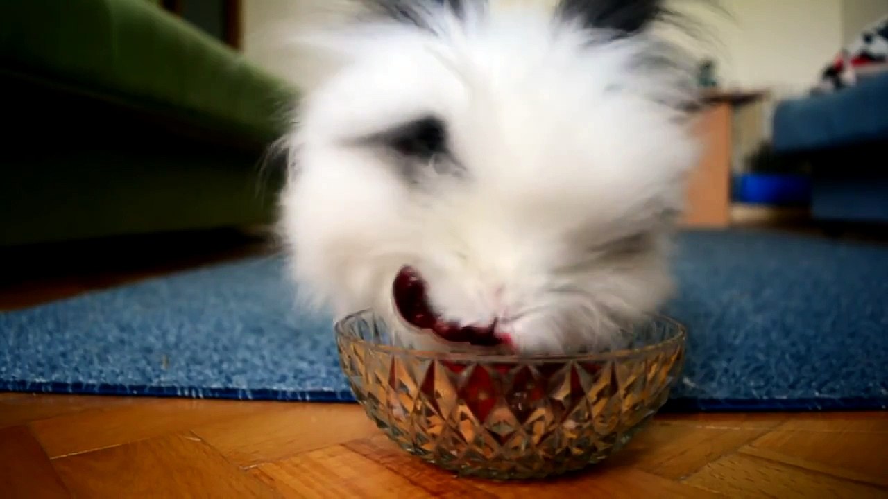 Quand un lapin blanc déguste des fraises et des cerises