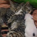 Un jeune chiot à trois pattes trouve le réconfort auprès de trois chats.