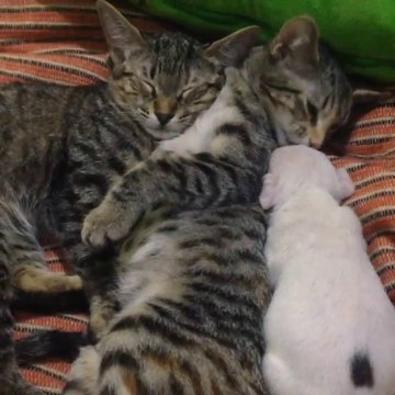 Un jeune chiot à trois pattes trouve le réconfort auprès de trois chats.