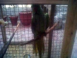 talking parrot angrily