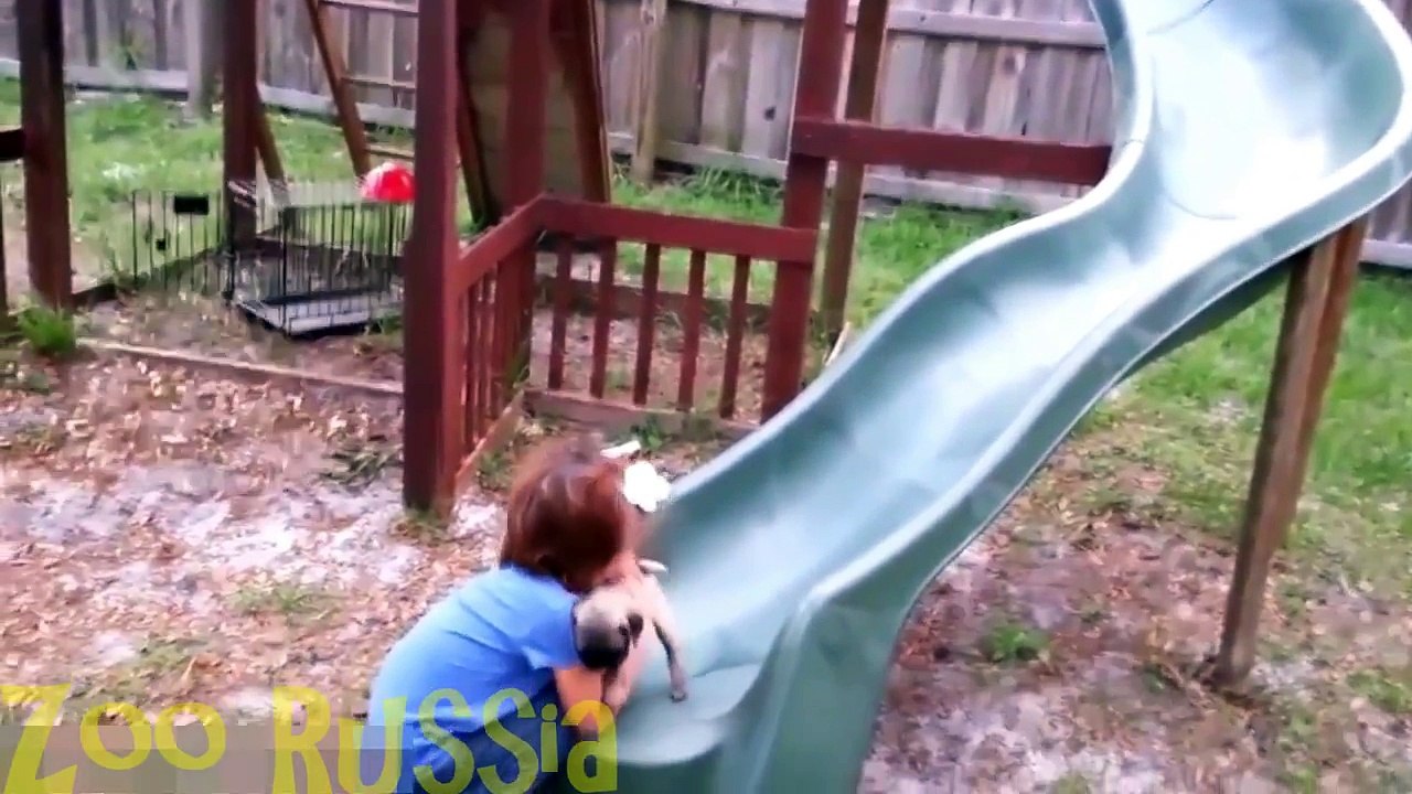 Best Funny Animal Compilation 2016 February #7 HD