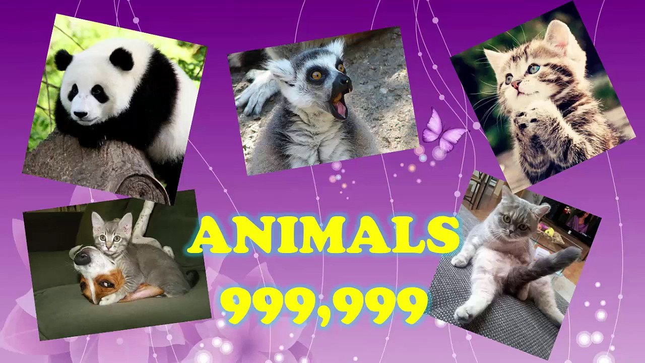 Funny Animals Compilation #1