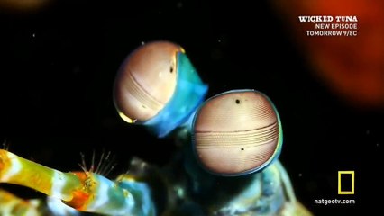 Исследователь 2.0: Раскройте пошире глаза 2016