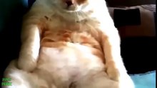Funny Animals Compilation #6