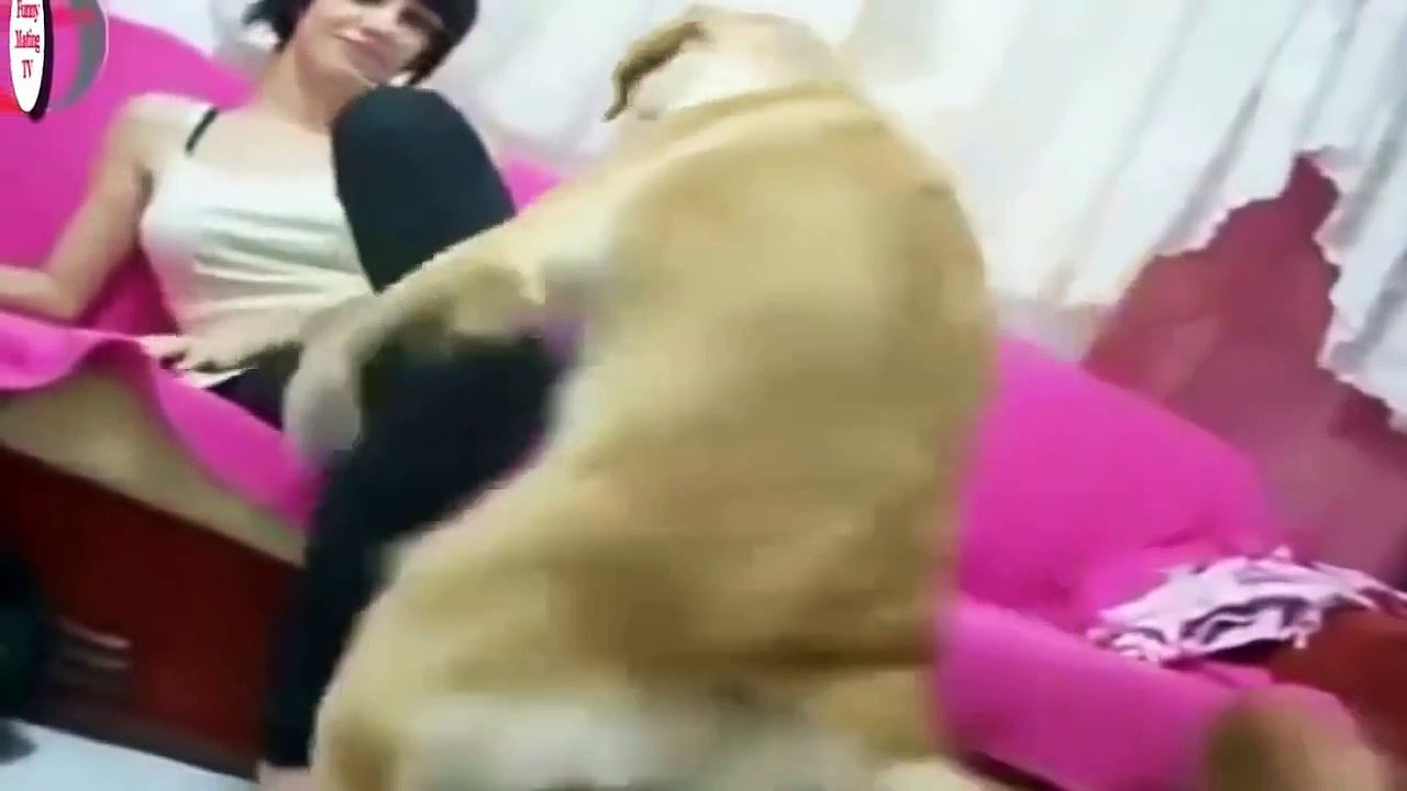 Funny Animals Compilation #5