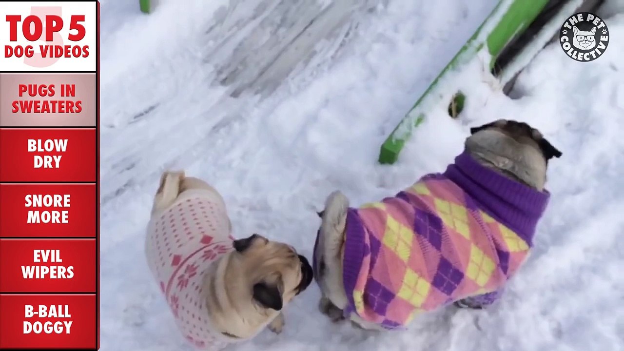 Funny Animals Compilation #3