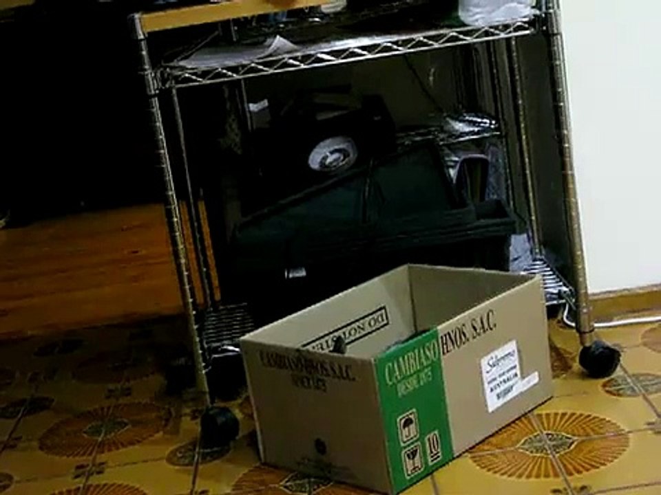 Chibi and Ornery FIGHT box style