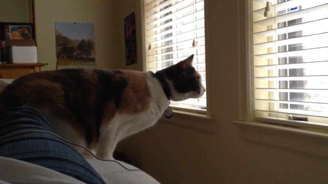 Funny Cats Jump Fail