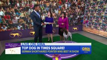 Westminster Kennel Clubs Best in Show Visits GMA
