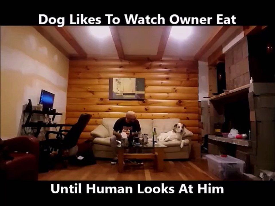 Ce chien regarde furtivement son maître qui mange.