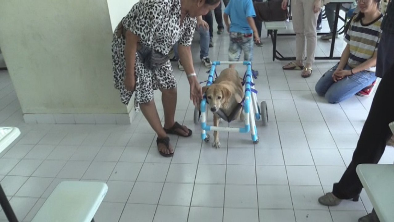 Sillas de ruedas adaptadas para perros discapacitados en Bangkok