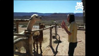 Angry Llama Spits On Woman