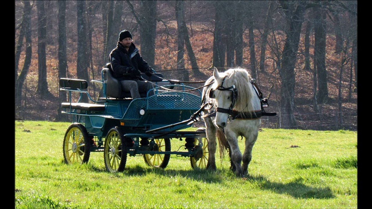 EQUITraction Débourrage attelage
