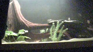 Red Belly Piranha Eating Smelt
