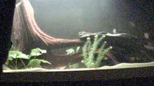 Red Belly Piranha Eating Smelt