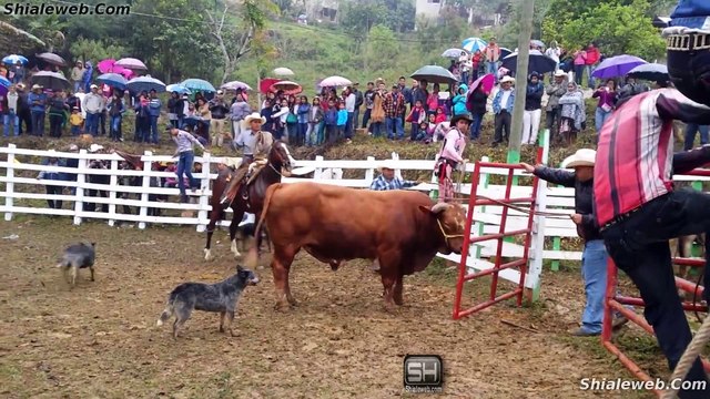 JARIPEO EN TLAMAYA GRANDE TLAPACOYA PUEBLA MEXICO TORO SALVAJE Y JINETES DE RANCHO MONTAS ESPECTACULARES MARZO 2016