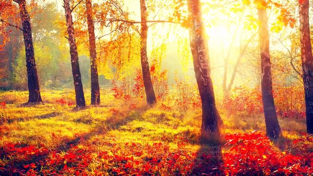 15 Minute Deep Meditation Music: Relaxation Music, Calming Music, Soft Music, Soothing Music ☯415B