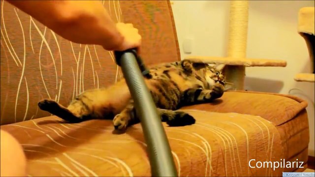 Коты и пылесосы. Дружба или ненависть?