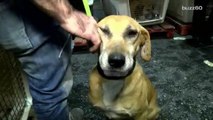 Dog Rescuer Saves 250 Dogs from Hellish Conditions